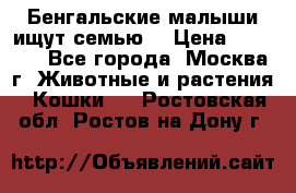 Бенгальские малыши ищут семью) › Цена ­ 5 500 - Все города, Москва г. Животные и растения » Кошки   . Ростовская обл.,Ростов-на-Дону г.